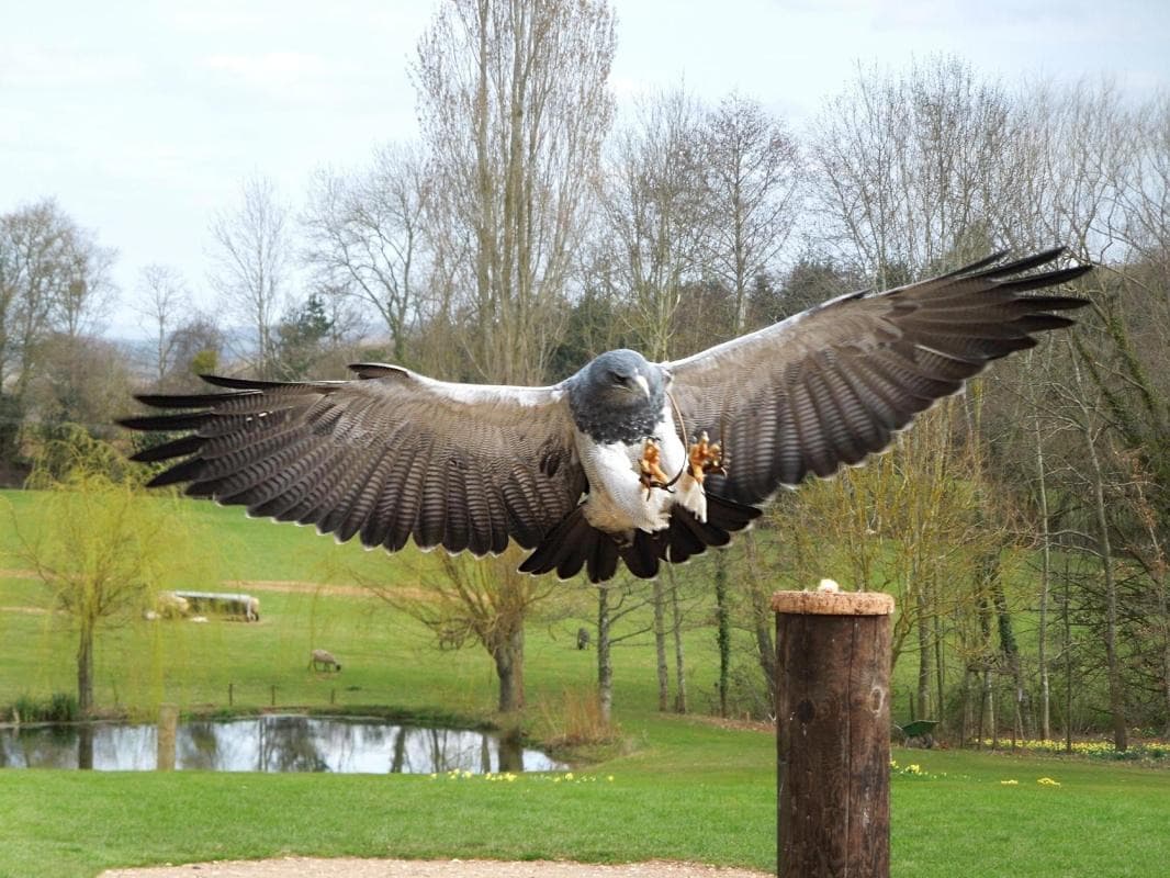 International Centre for Birds of Prey (ICBP)