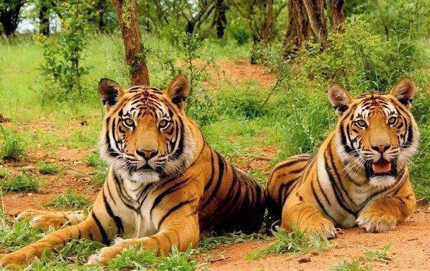 Sariska Tiger Reserve