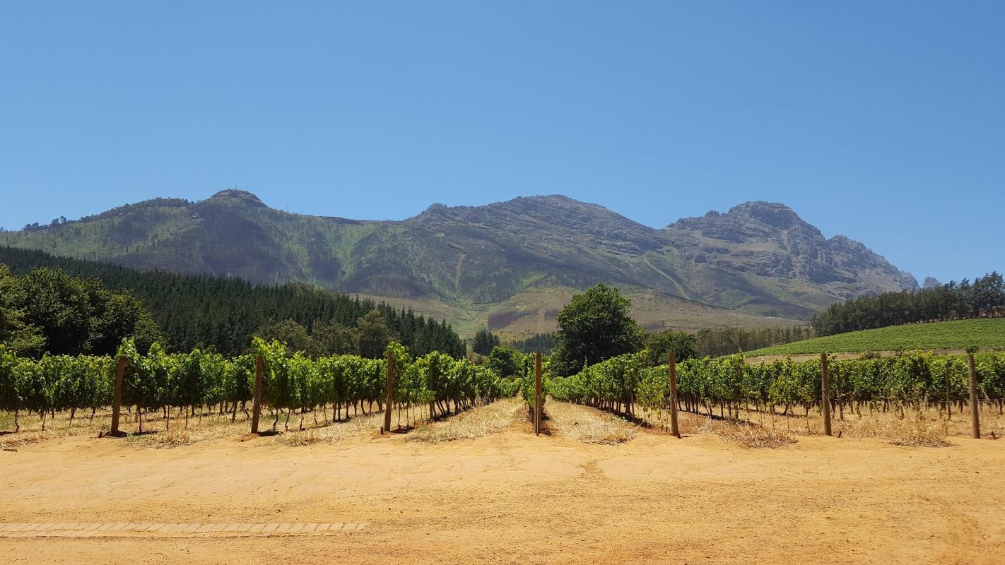 Delheim Wine Estate