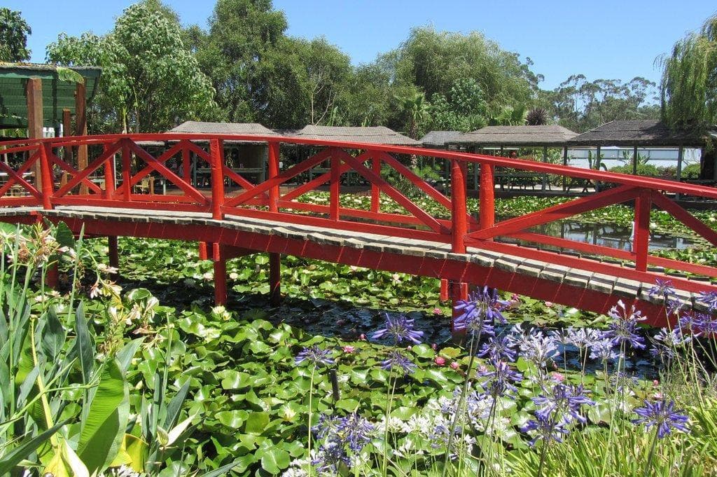 Blauer Lotus-Wassergarten