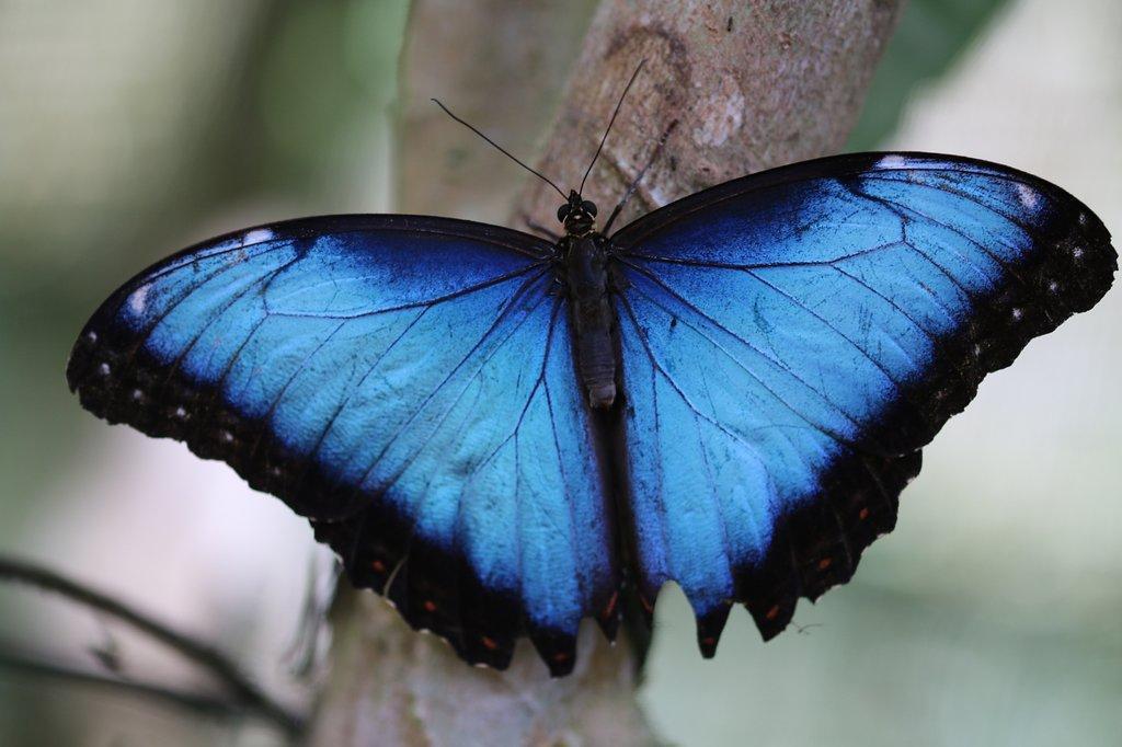 Butterfly Conservatory