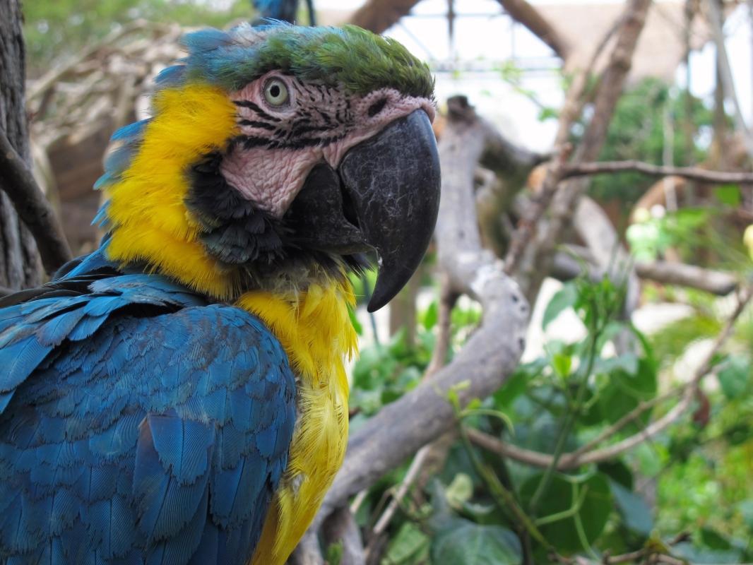 National Aviary of Colombia (Aviario Nacional de Colombia)