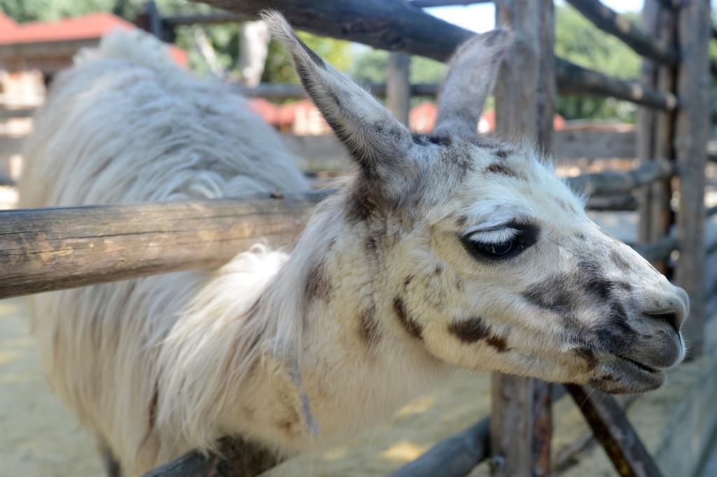 Varna Zoo (Zoopark)