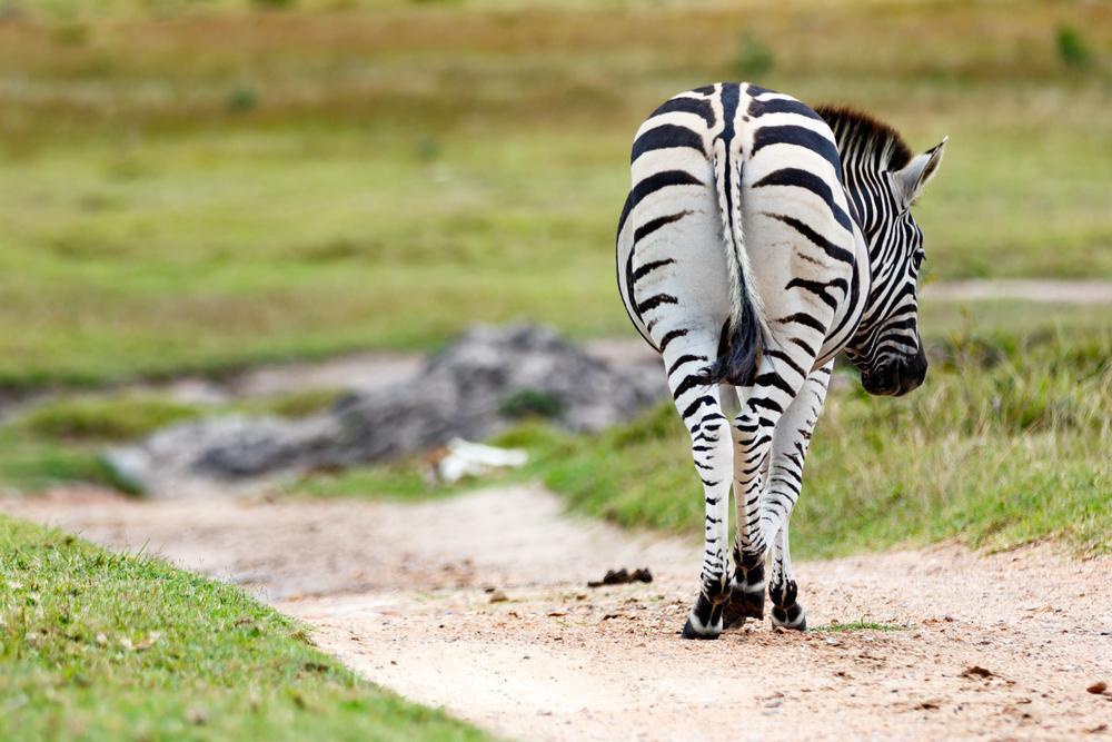 Kragga Kamma Game Park