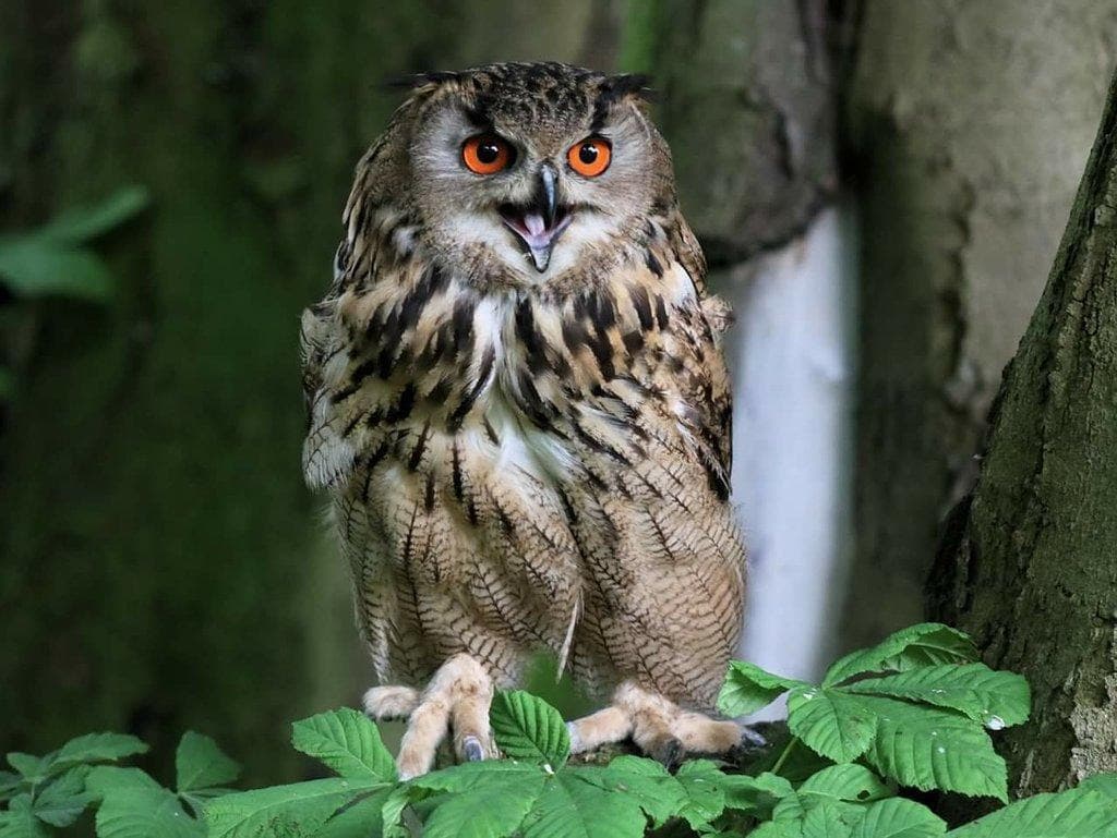 Bridlington Greifvogel- und Tierpark