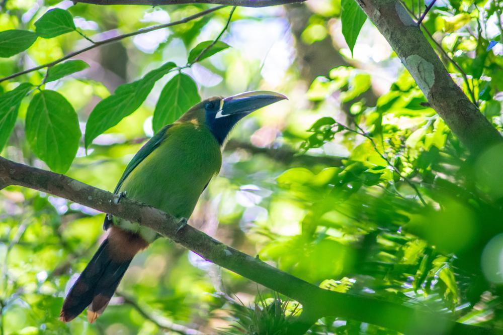 Curi-Cancha Reserve