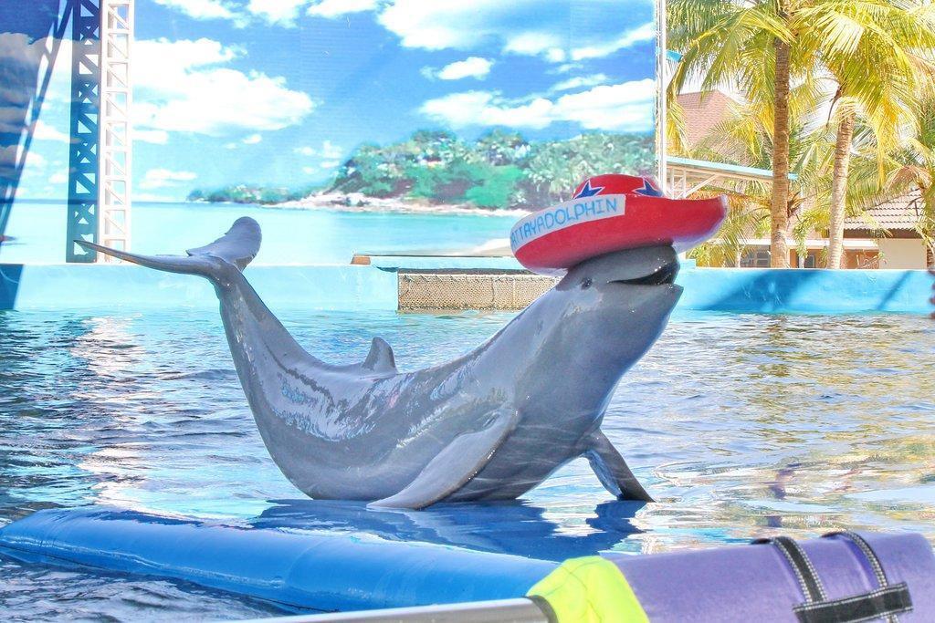 Pattaya Dolphin World