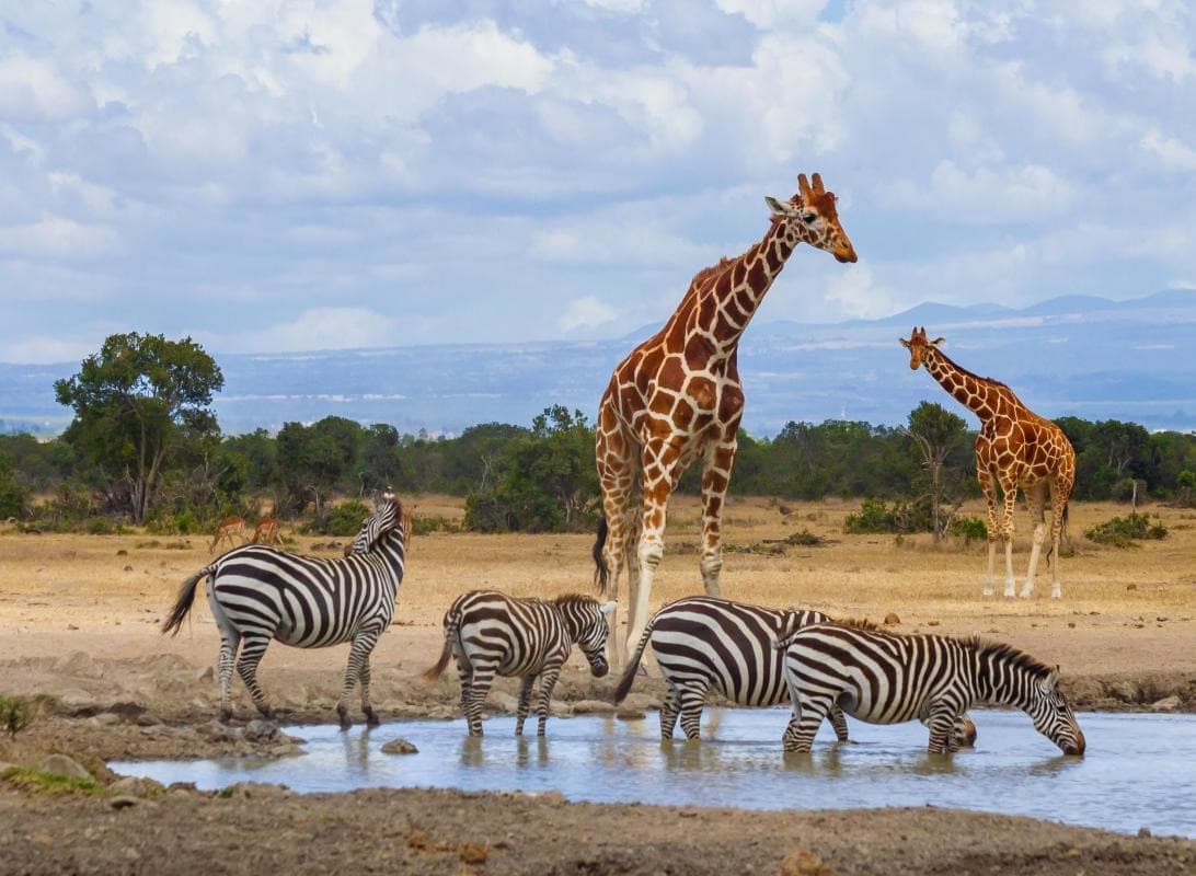 Ol Pejeta Naturschutzgebiet