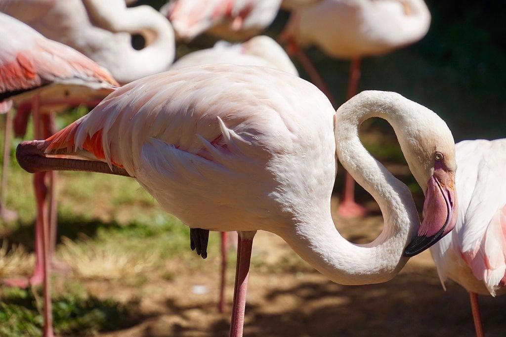 Zoo von Lagos (Zoologischer Park von Lagos)