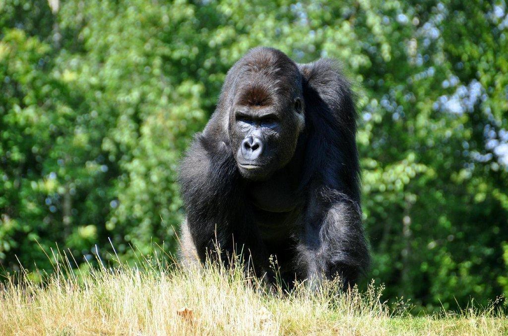 Boissière du Doré Zoo (Zoo de la Boissière du Doré)