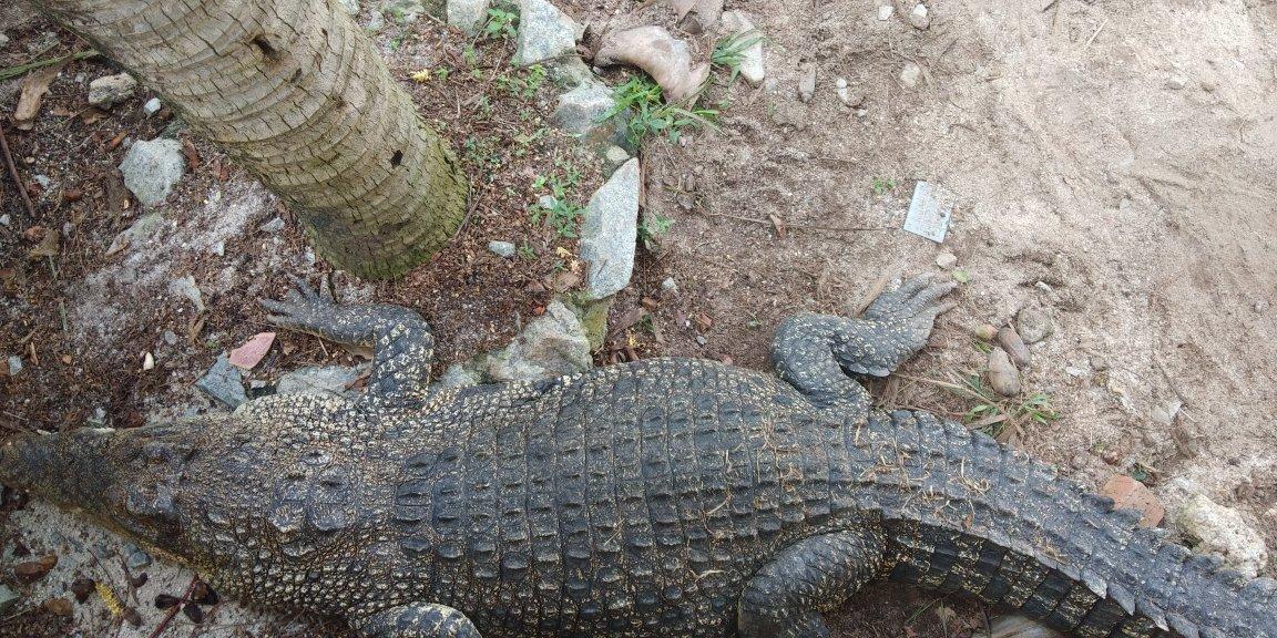 Malacca Crocodile Park (Taman Buaya & Rekreasi Melaka)