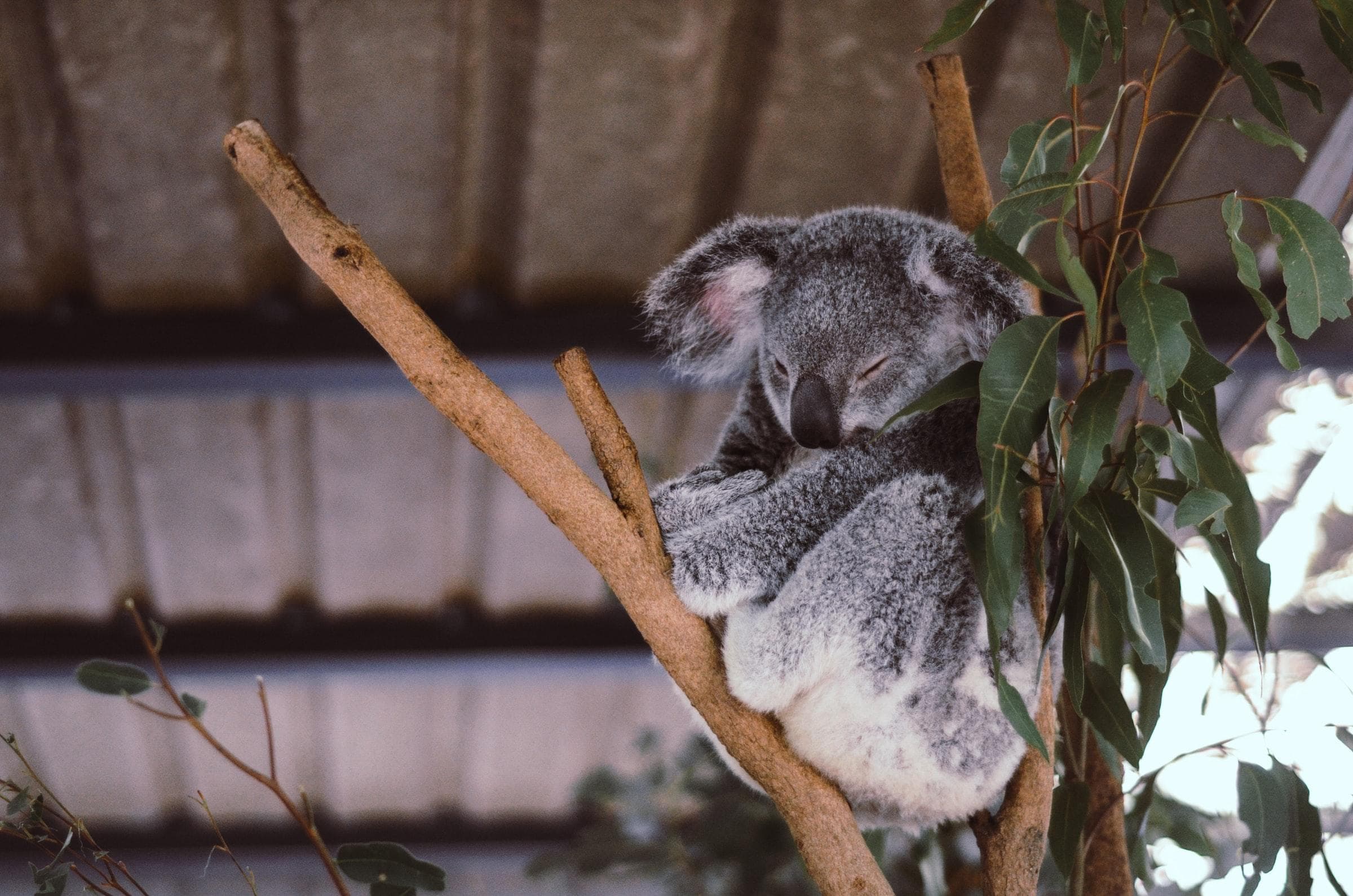 Lone Pine Koala Schutzgebiet