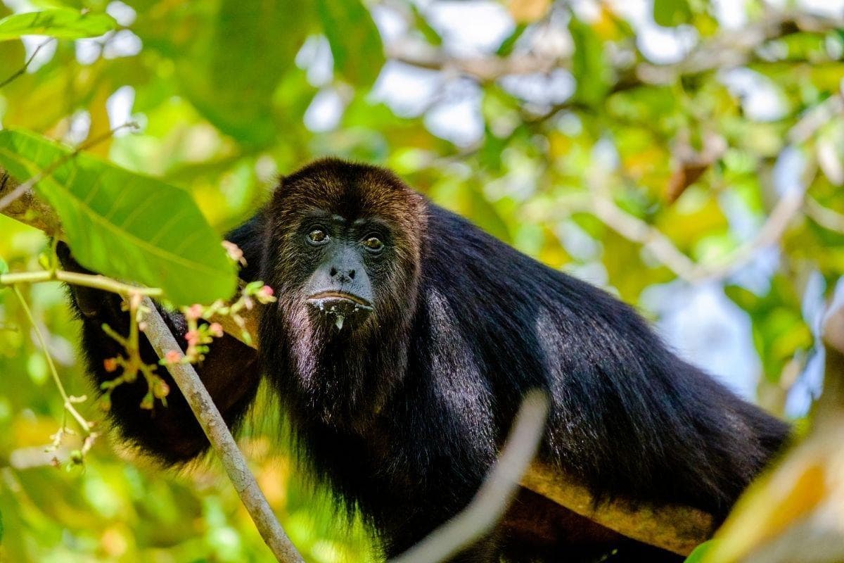 Community Baboon Sanctuary