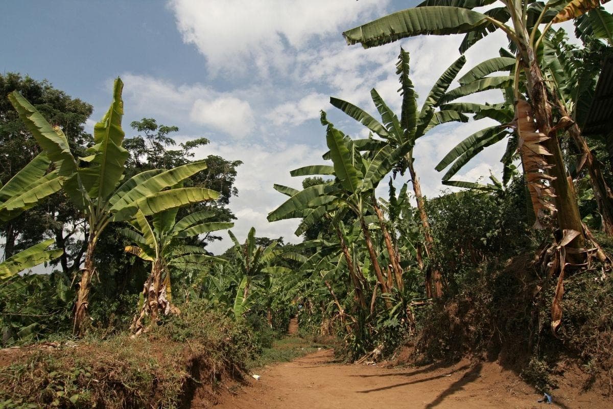 Marangu