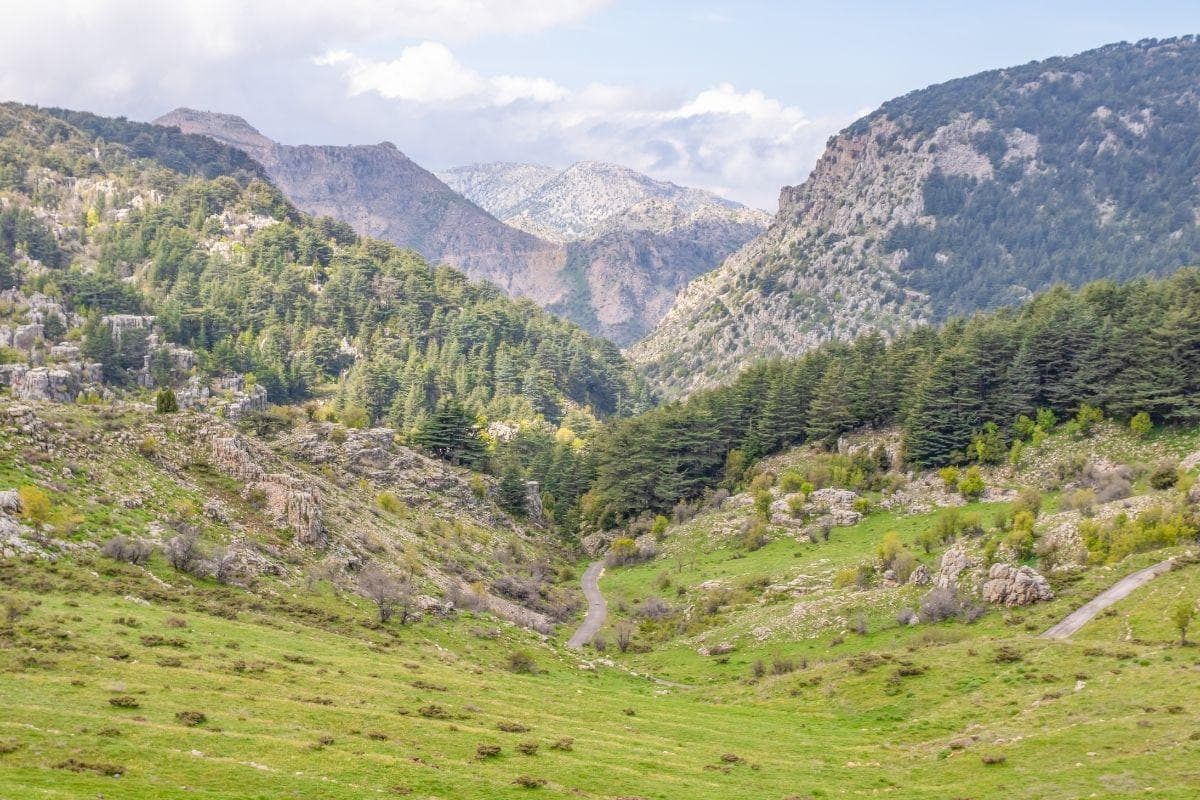 Wald der Zedern Gottes (Horsh Arz el-Rab)