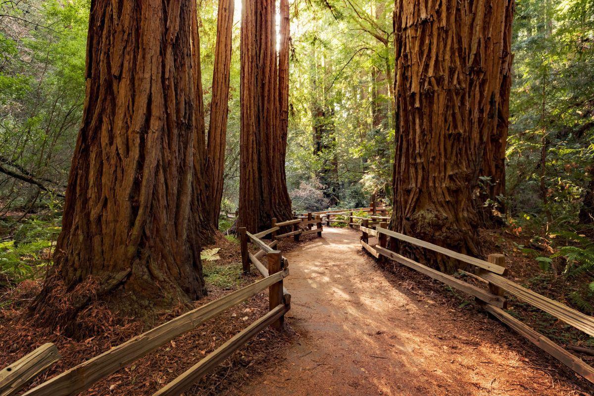 Muir Woods