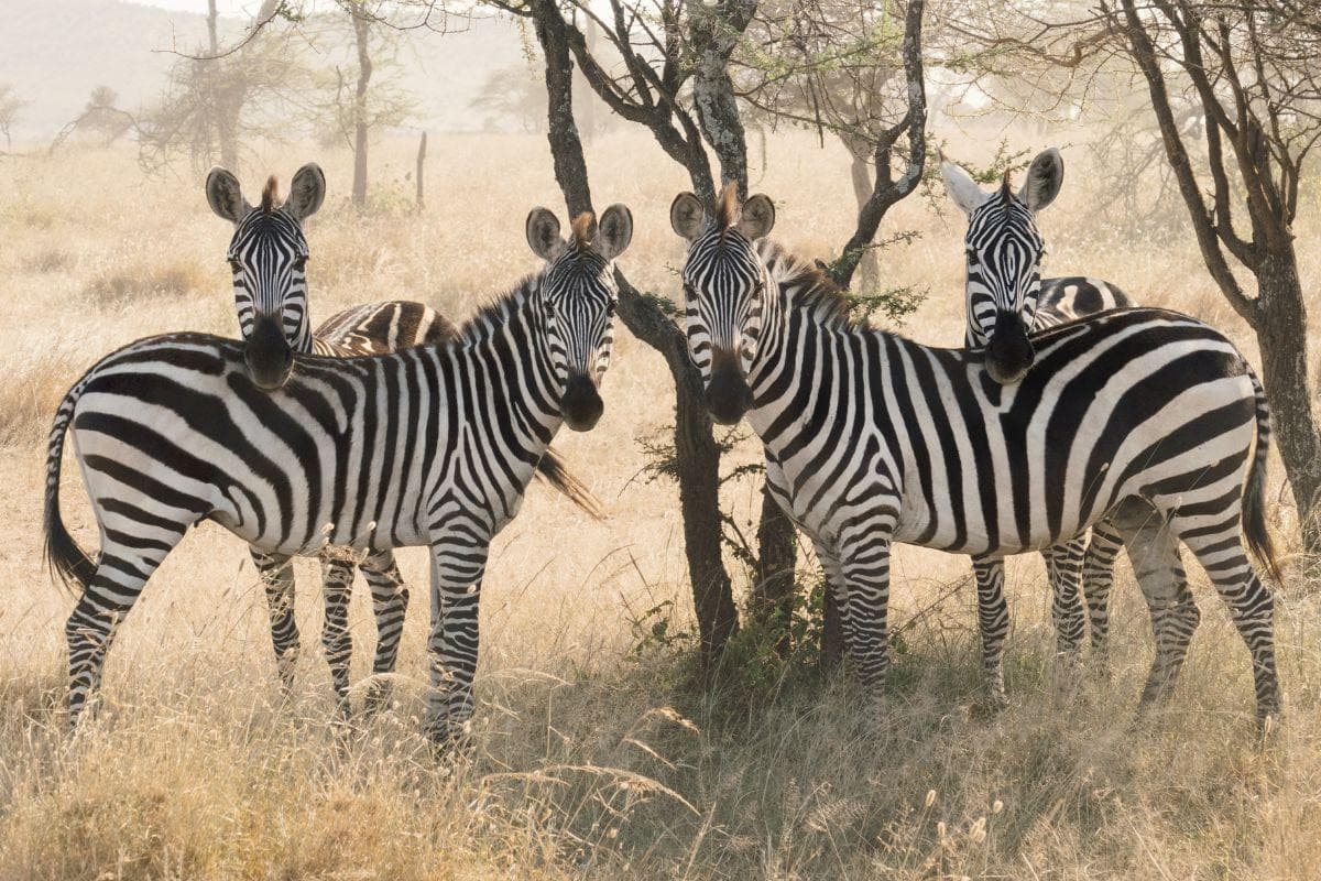 Serengeti National Park