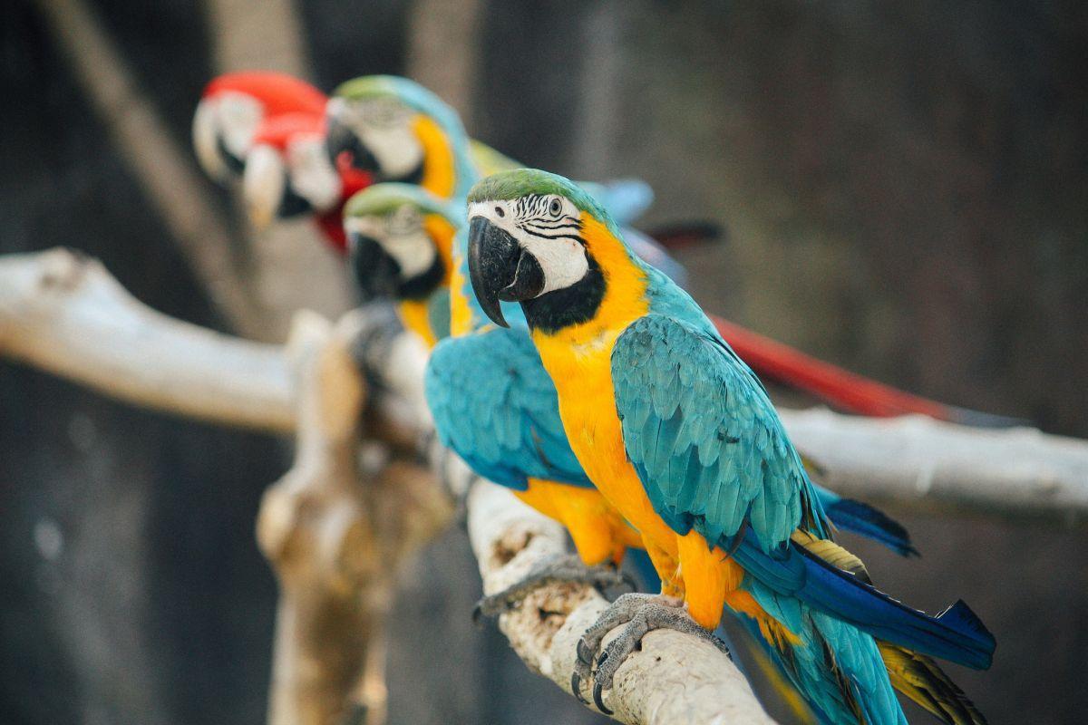 Guarulhos Zoo (Zoológico de Guarulhos)