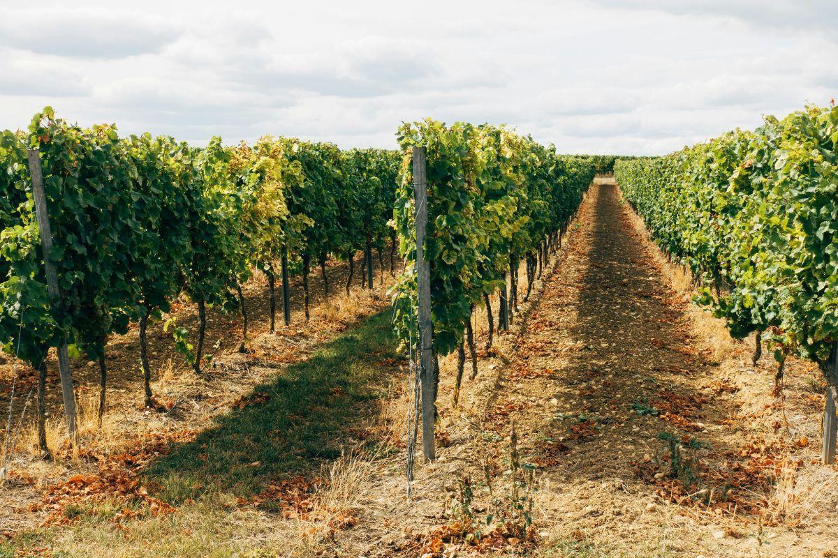 Sula Vineyards