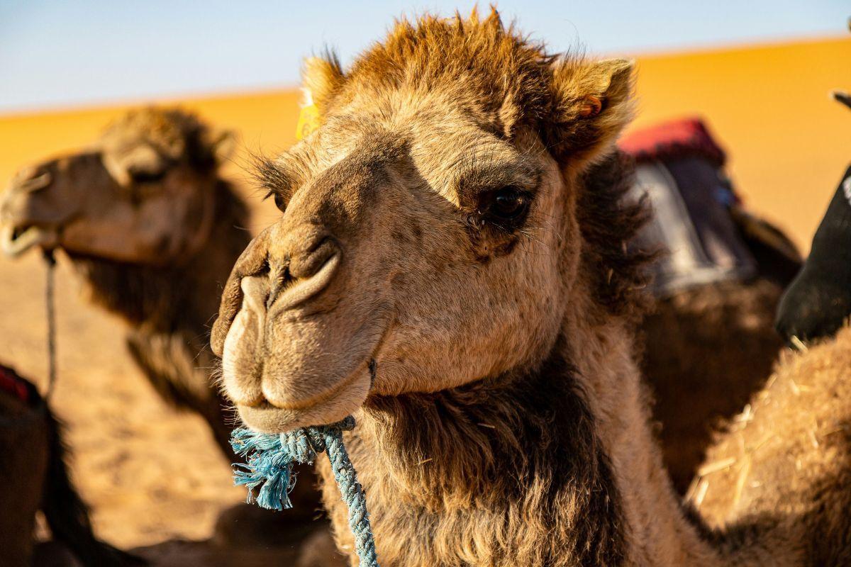 Pushkar Camel Fair