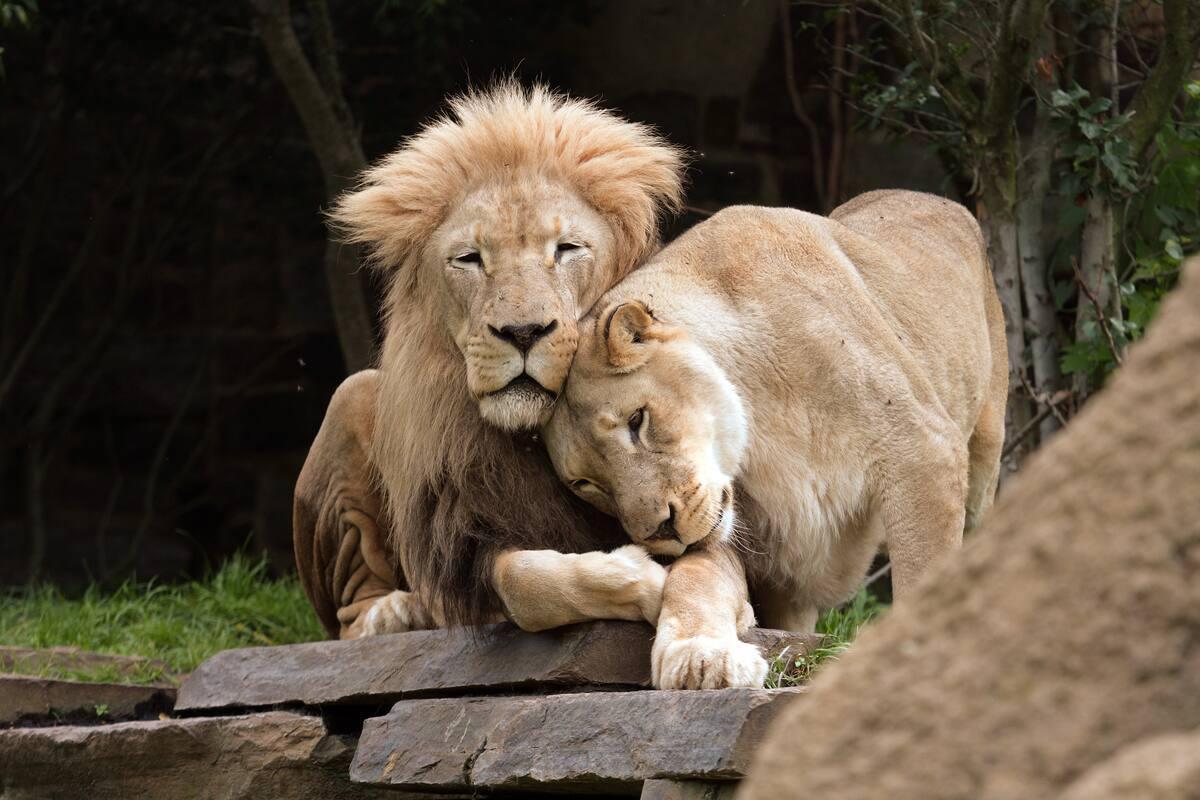 Shizuoka Municipal Nihondaira Zoo