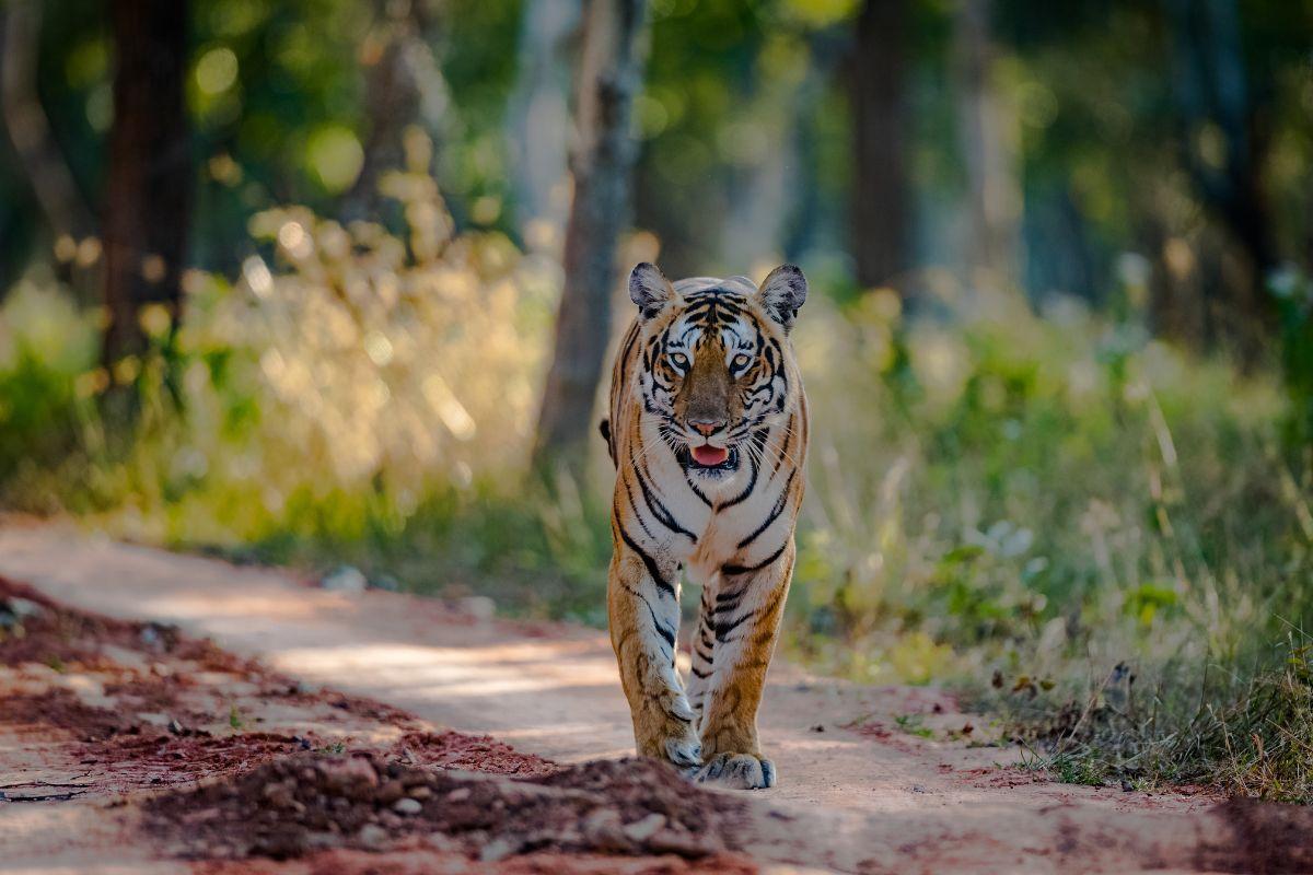 Tiger from Bandipur Tiger Reserve