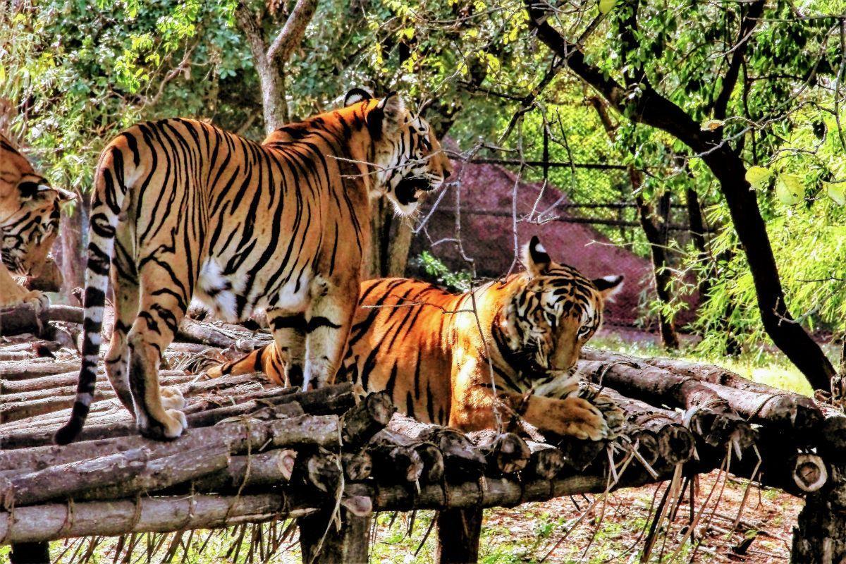 Nehru Zoological Park