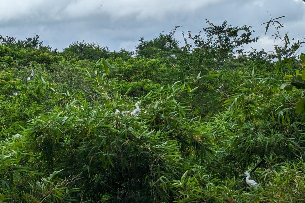 Bang Lang Stork Sanctuary