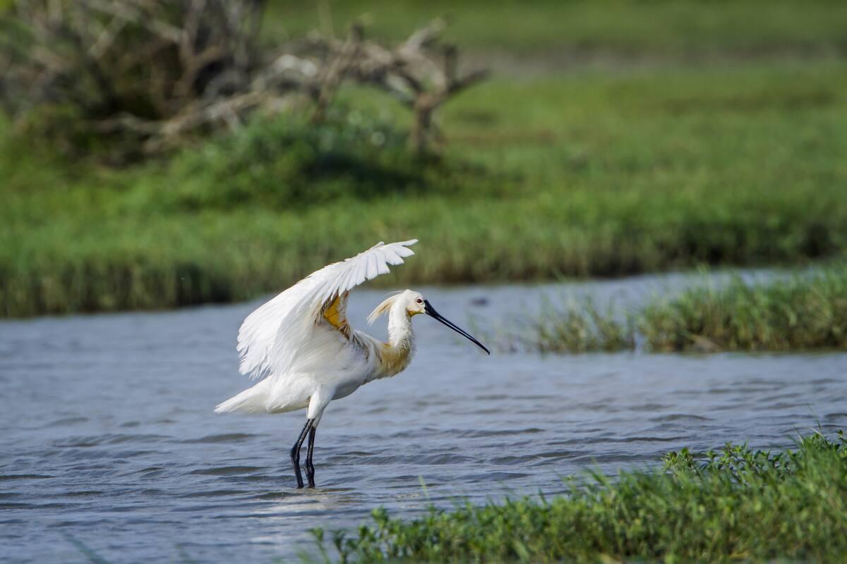 Karnala Bird Sanctuary