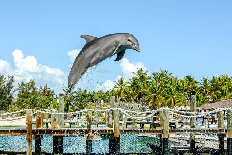 Blue Lagoon Island Dolphin Program Observer