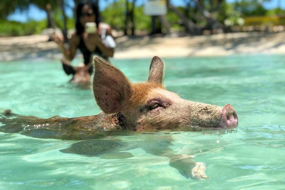 Eleuthera Swimming Pigs and Snorkeling Experience