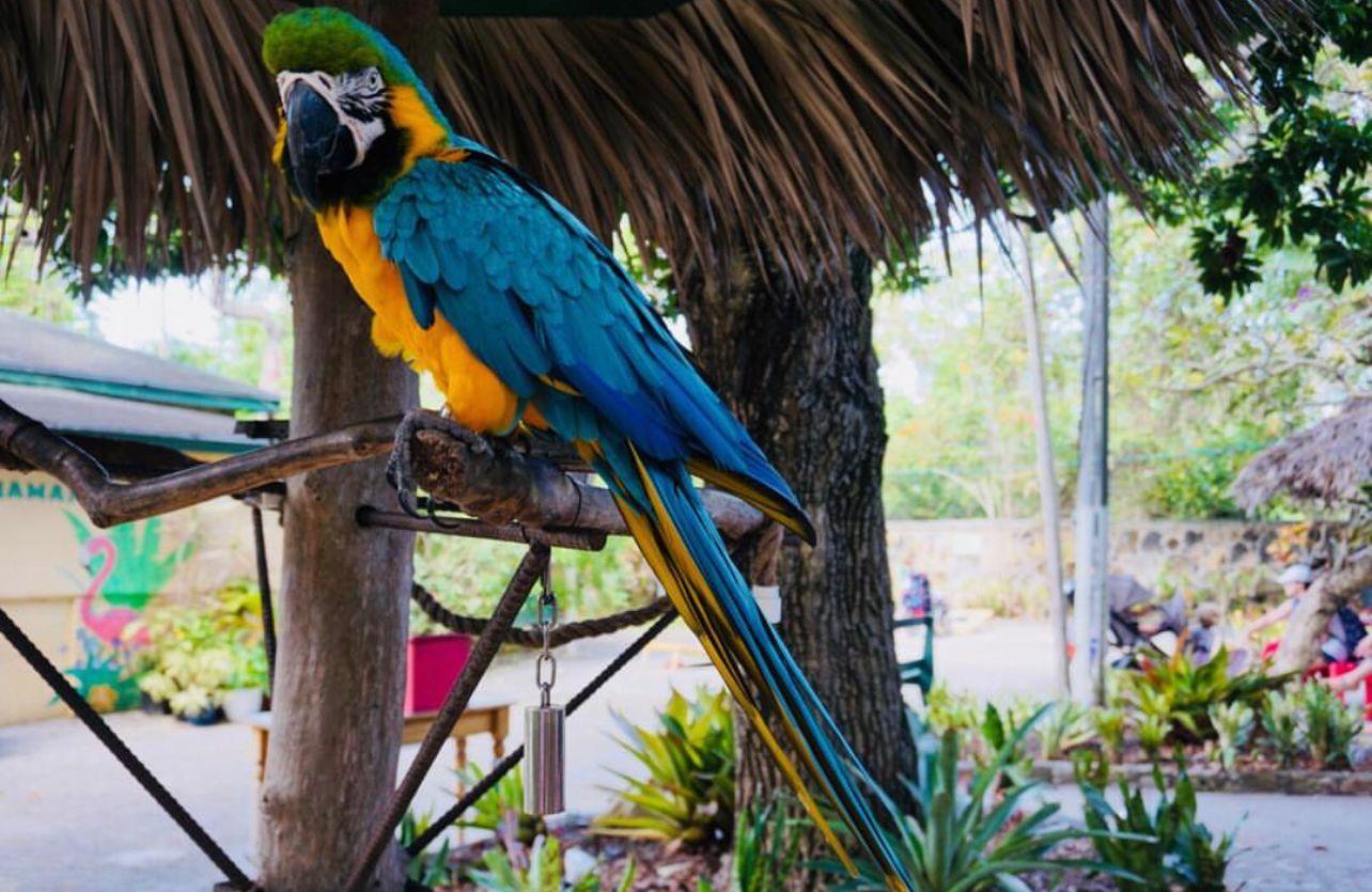 Discover The Bahamian Nature and Wildlife