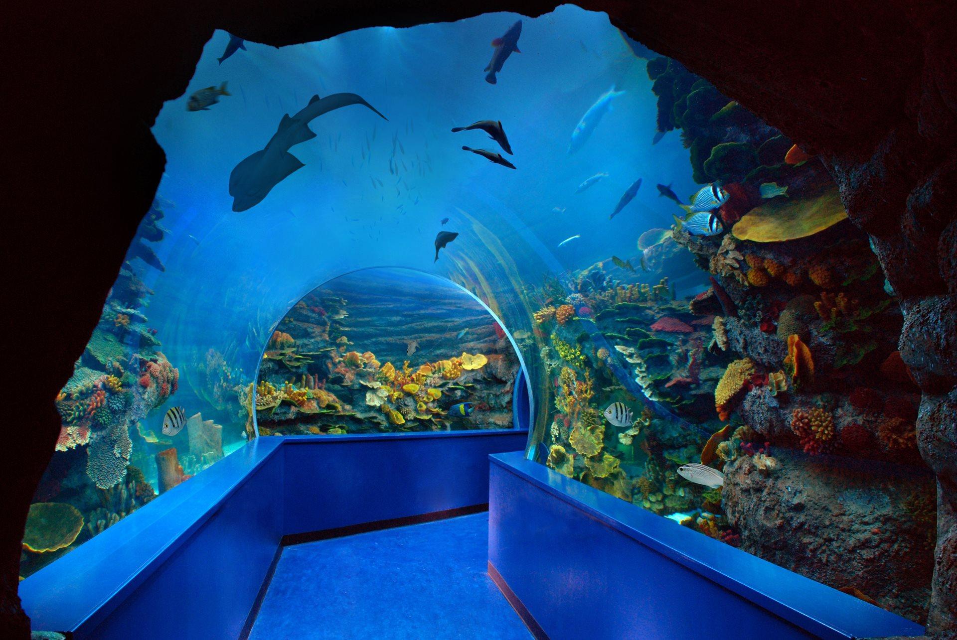 Experience Sharja's local marine life and attractions